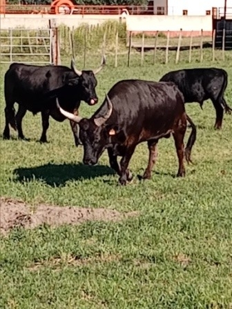 Le tri des taureaux de camargue